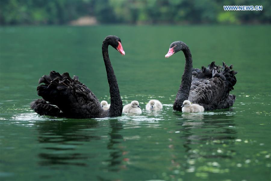 #CHINA-ZHANGJIAJIE-BLACK SWANS (CN)