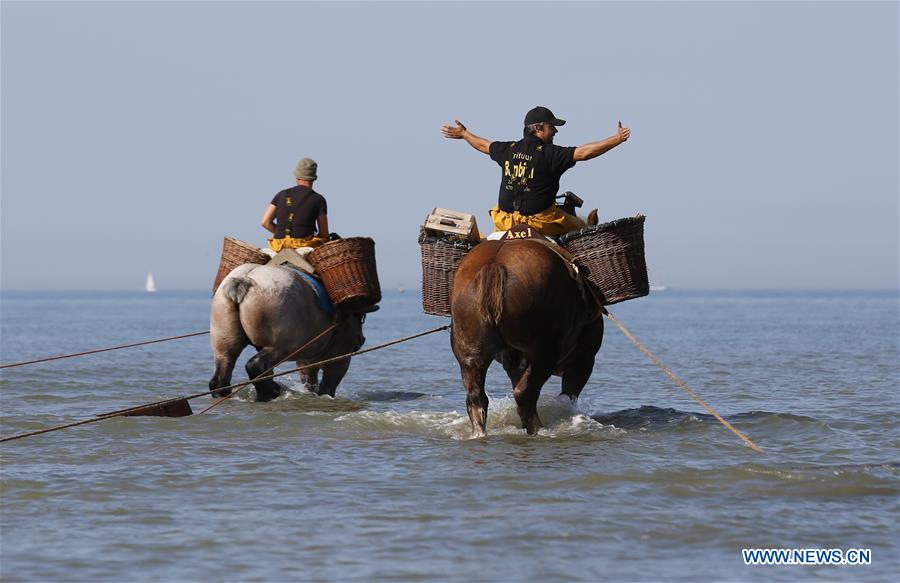 BELGIUM-OOSTDUINKERKE-SHRIMP FISHING ON HORSEBACK