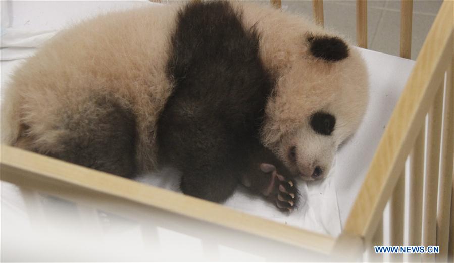 Photo taken on Sept. 15, 2016 shows the giant panda cub 'Tian Bao' at the Pairi Daiza animal park in Brugelette, Belgium. The zoo named the giant panda cub 'Tian Bao' on Thursday. Photo taken on Sept. 15, 2016 shows the giant panda cub 'Tian Bao' at the Pairi Daiza animal park in Brugelette, Belgium. The zoo named the giant panda cub 'Tian Bao' on Thursday.