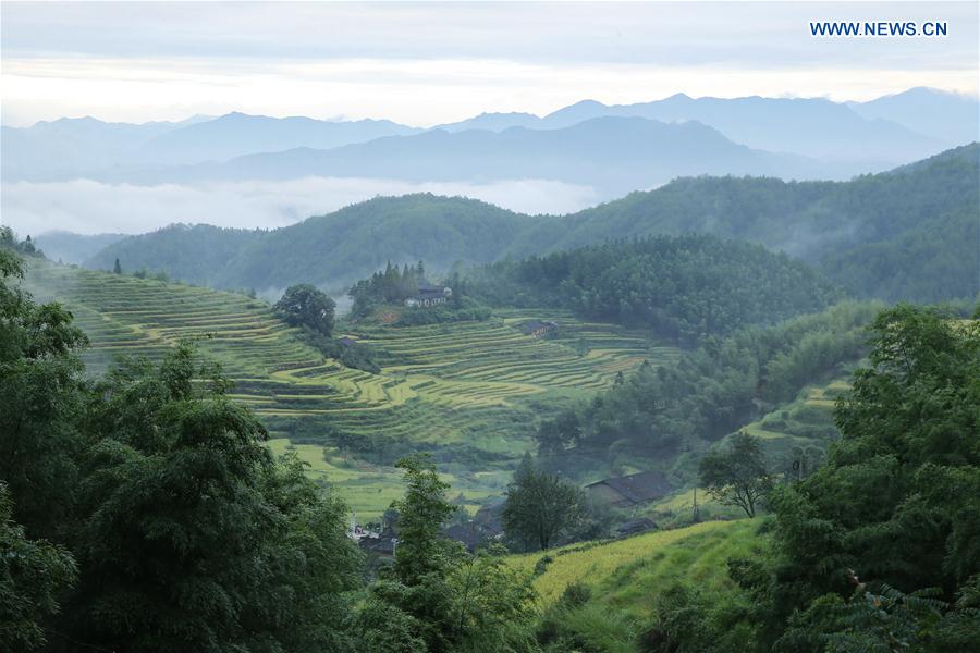 CHINA-FUJIAN-WUYISHAN-TERRACES (CN)