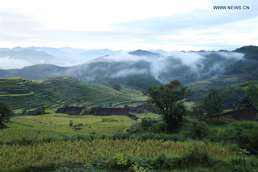 CHINA-FUJIAN-WUYISHAN-TERRACES (CN)