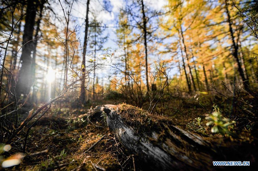 CHINA-INNER MONGOLIA-AUTUMN SCENERY (CN)