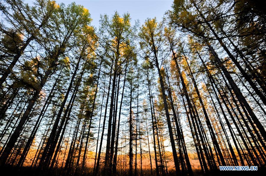 CHINA-INNER MONGOLIA-AUTUMN SCENERY (CN)