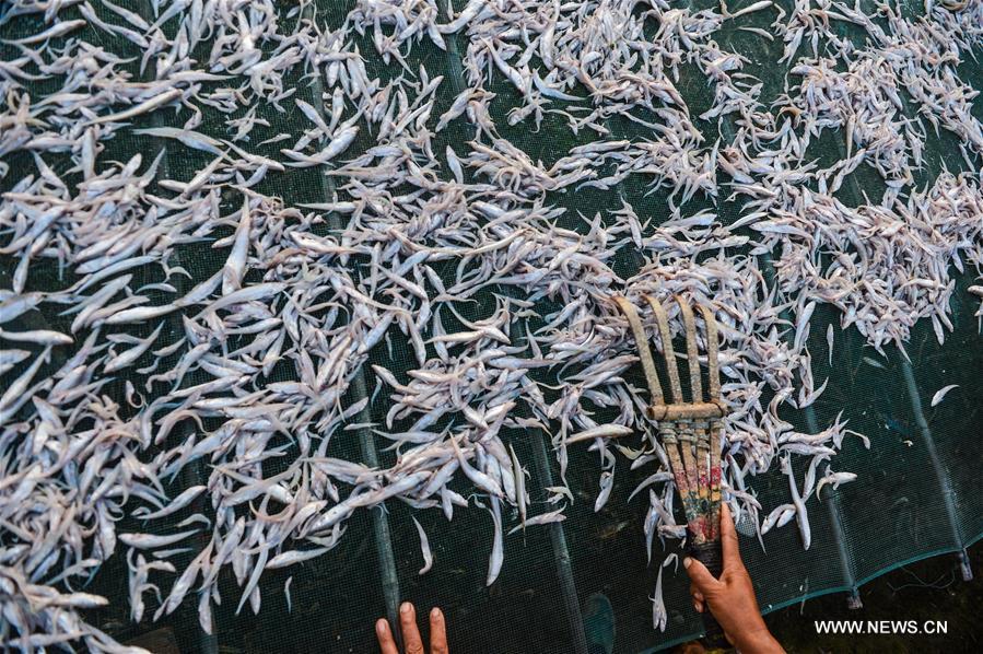 CHINA-ZHEJIANG-DRIED FISH (CN)