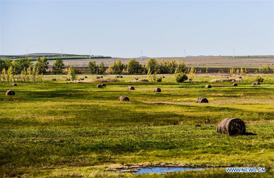 CHINA-HULUN BUIR-AUTUMN-SCENERY (CN) 