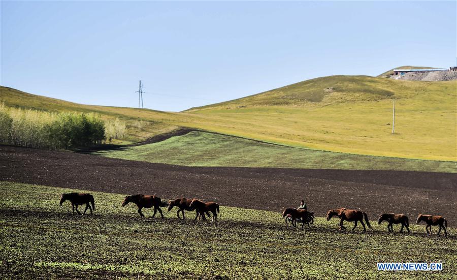 CHINA-HULUN BUIR-AUTUMN-SCENERY (CN) 