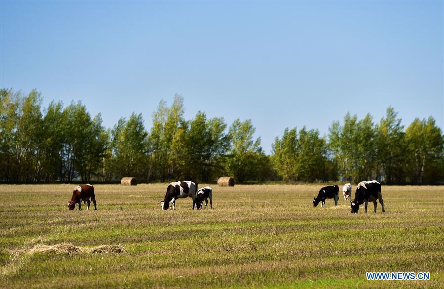 CHINA-HULUN BUIR-AUTUMN-SCENERY (CN)