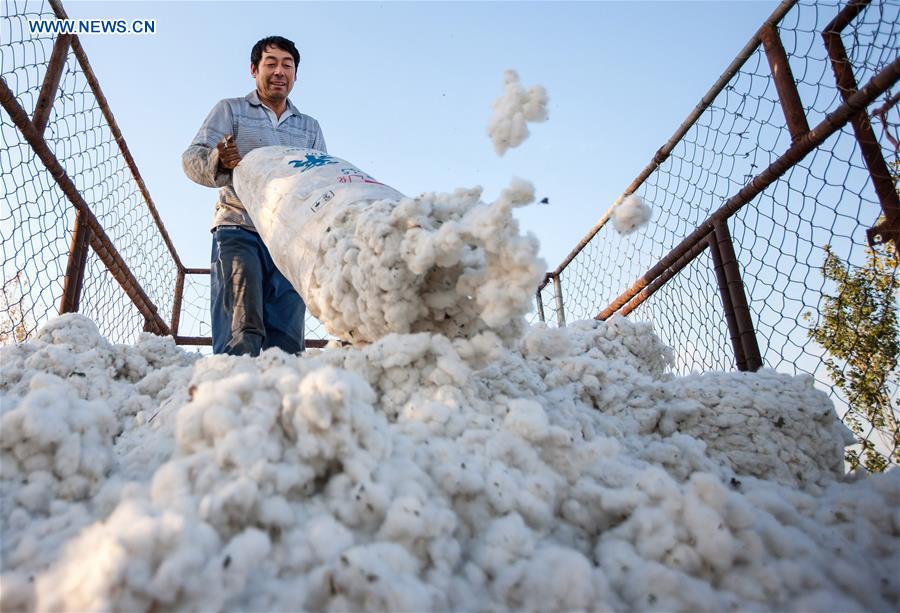#CHINA-XINJIANG-HAMI-COTTON HARVEST (CN)