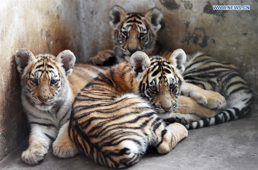 CHINA-HARBIN-SIBERIAN TIGER-BREEDING (CN)