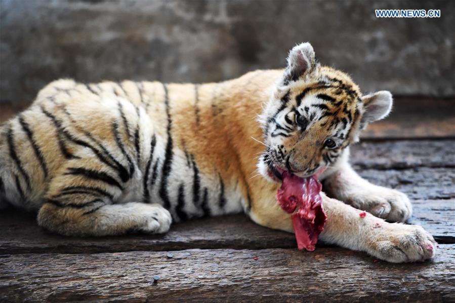 CHINA-HARBIN-SIBERIAN TIGER-BREEDING (CN)