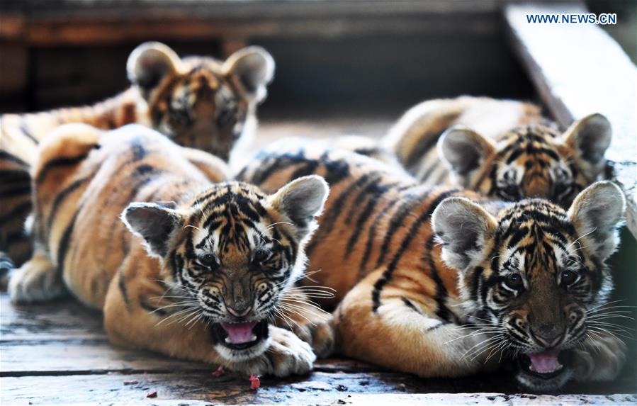 CHINA-HARBIN-SIBERIAN TIGER-BREEDING (CN)