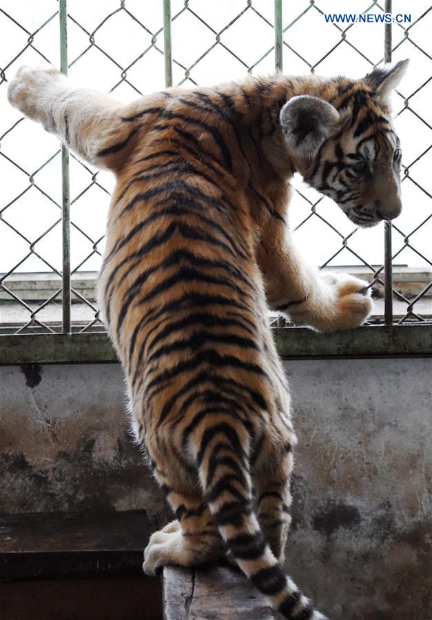 CHINA-HARBIN-SIBERIAN TIGER-BREEDING (CN)