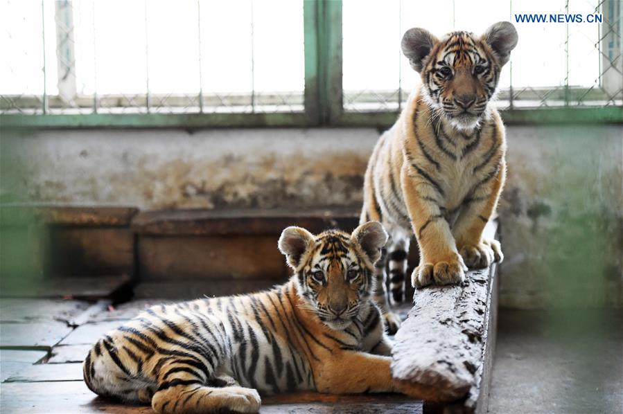 CHINA-HARBIN-SIBERIAN TIGER-BREEDING (CN)