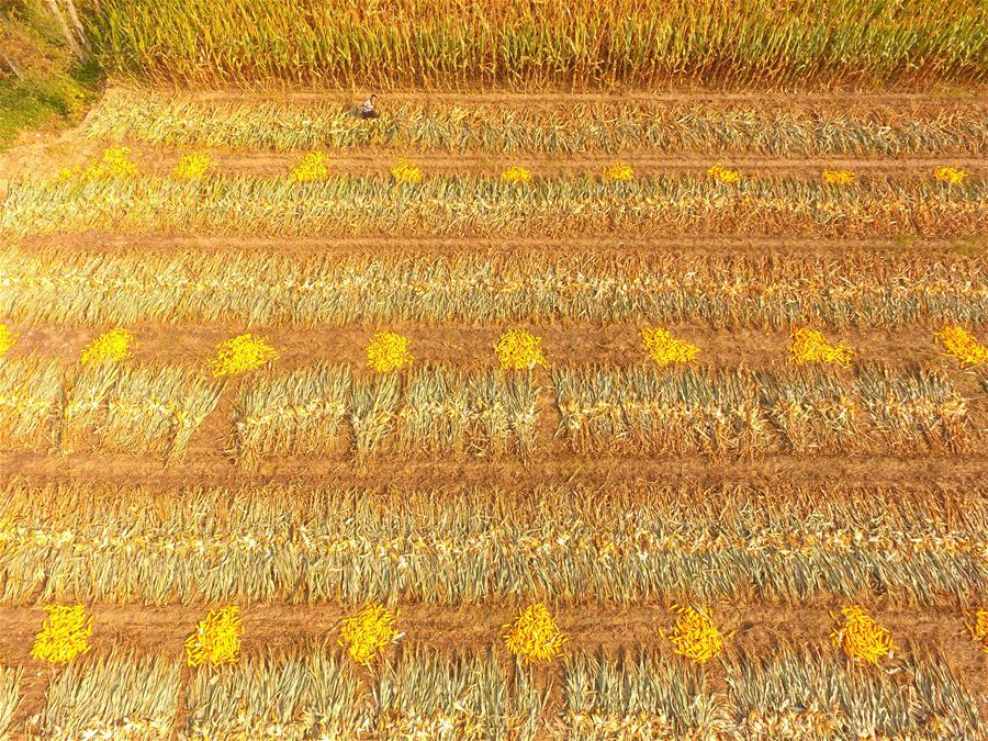 #CHINA-AUTUMNAL EQUINOX-FARM (CN)