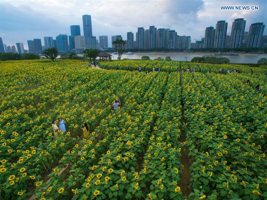 **CHINA-FUZHOU-SUNFLOWERS (CN)