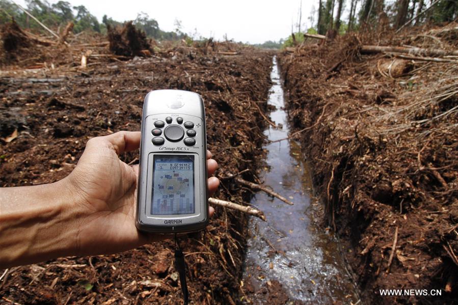 An environmentalist works with broken trees due to deforestation at the Rawa Singkil Wildlife Reserve, one of the peat swamps in Aceh, Indonesia, Sept. 27, 2016. (Xinhua/Junaidi)