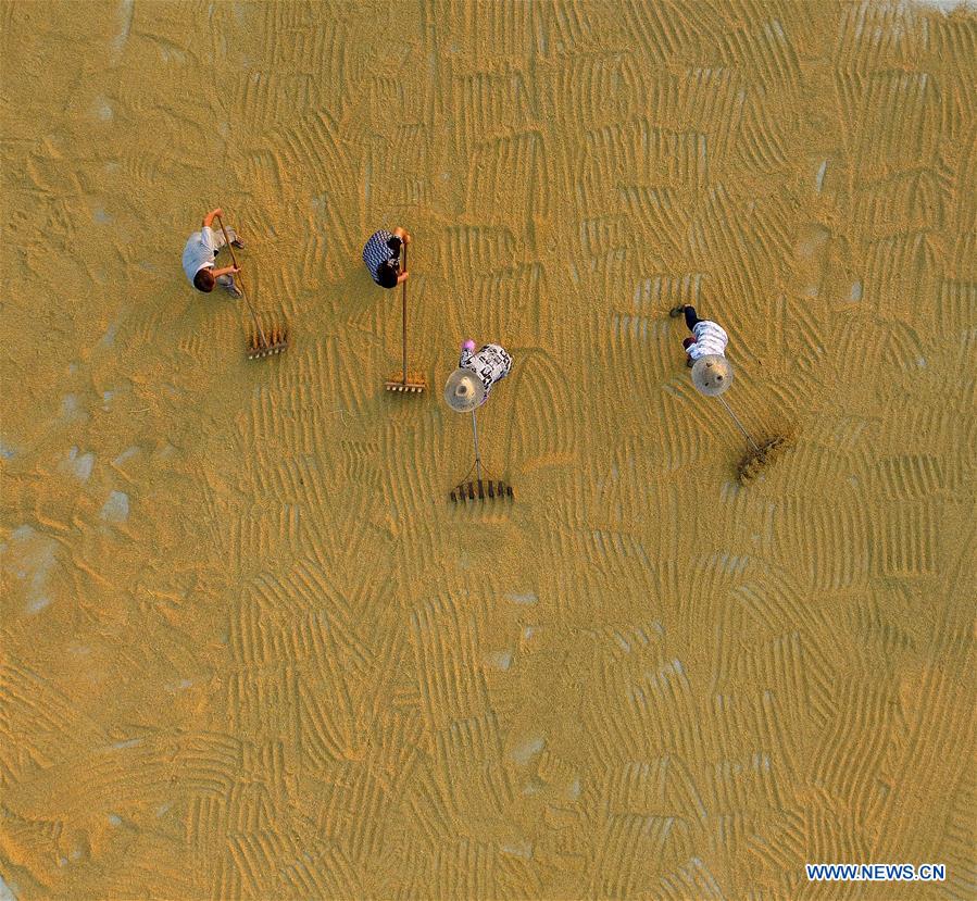 CHINA-JIANGXI-RICE HARVEST (CN)
