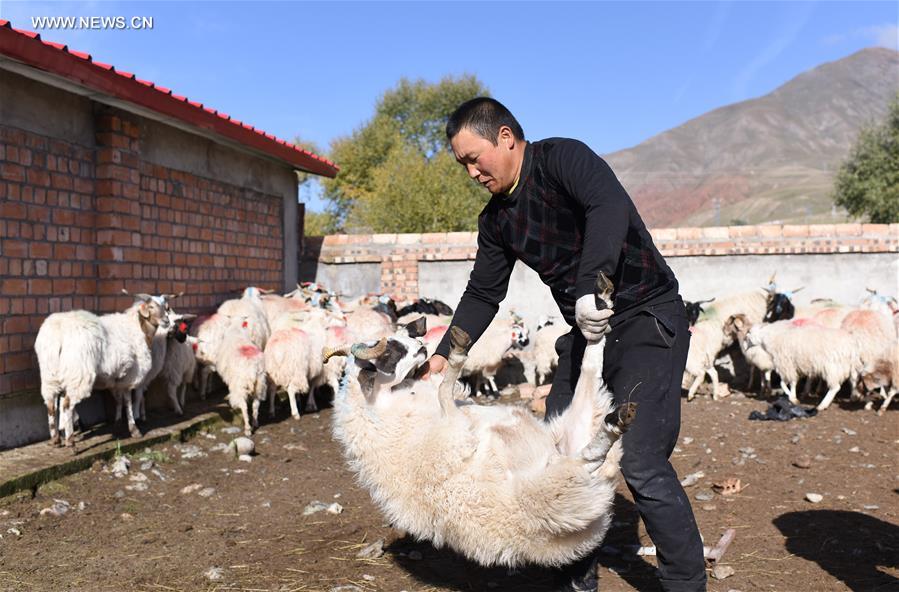 CHINA-QINGHAI-POVERTY ALLEVIATION (CN)