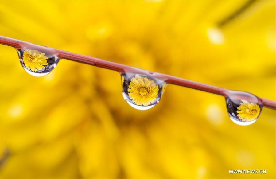 Dewdrops are seen on a plant in Nanhu Wetland Park in Hohhot, capital of north China's Inner Mongolia Autonomous Region, Oct. 1, 2016