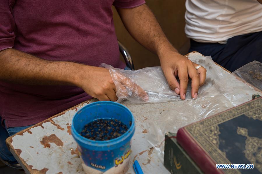 EGYPT-GIZA-APITHERAPY-TREATMENT