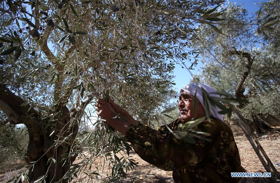 MIDEAST-NABLUS-OLIVE-HARVEST