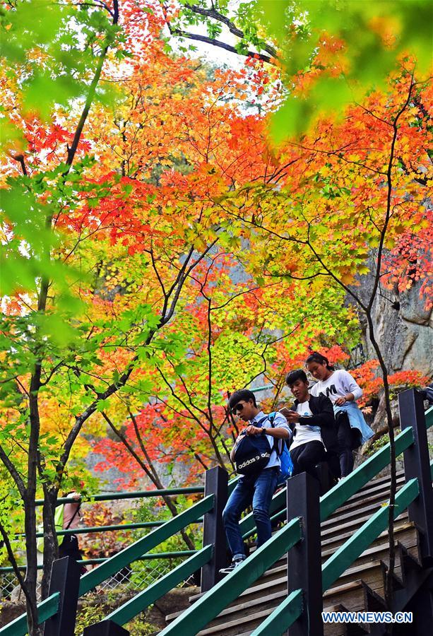 CHINA-LIAONING-BENXI-AUTUMN-MAPLE (CN)