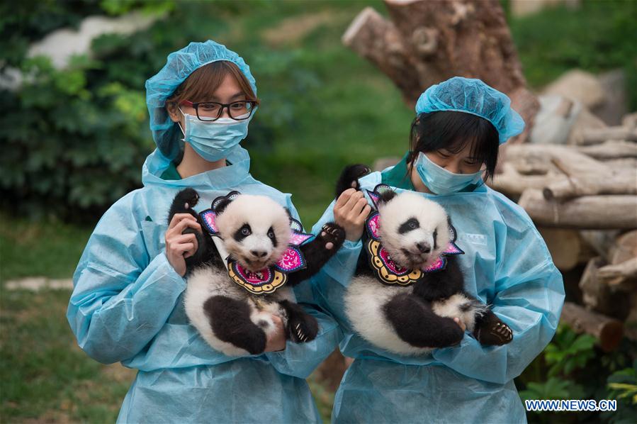 CHINA-MACAO-PANDA-100 DAYS (CN)