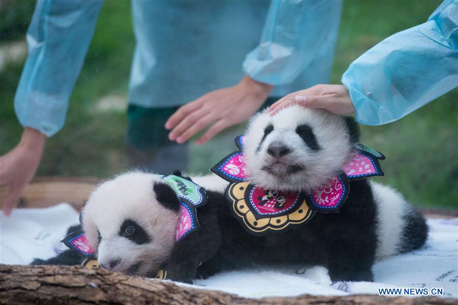 CHINA-MACAO-PANDA-100 DAYS (CN)