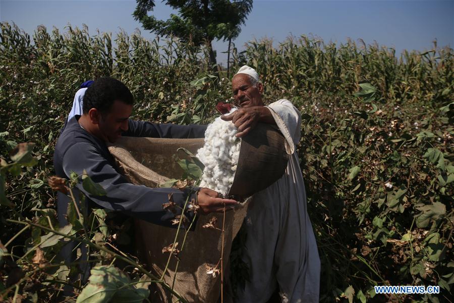 EGYPT-MONUFIA-EGYPTIAN COTTON