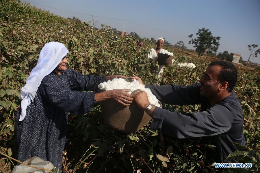 EGYPT-MONUFIA-EGYPTIAN COTTON