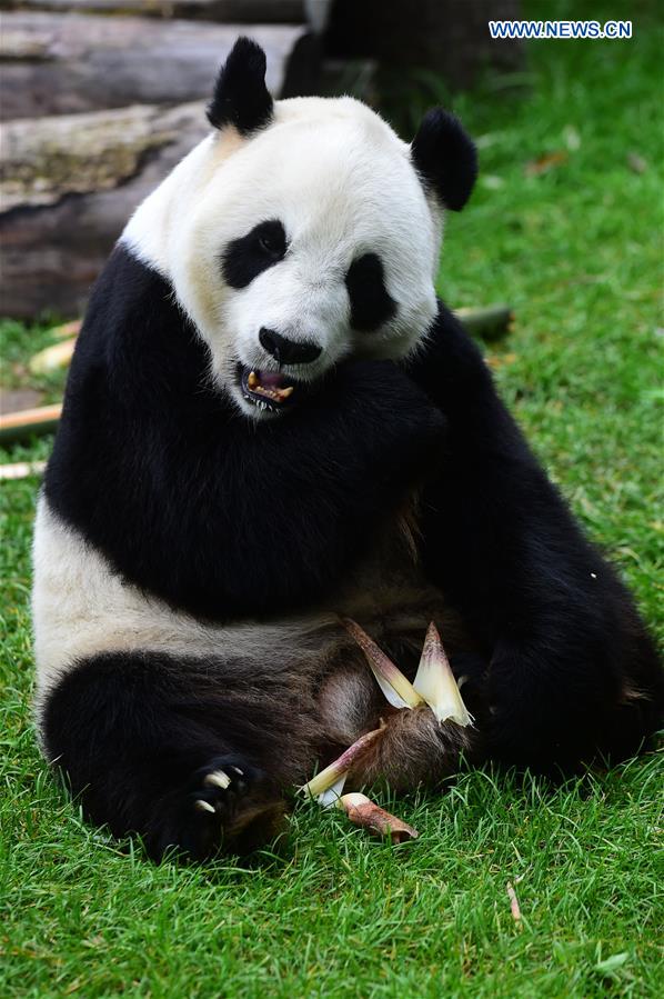 CHINA-CHANGCHUN-GIANT PANDA (CN)