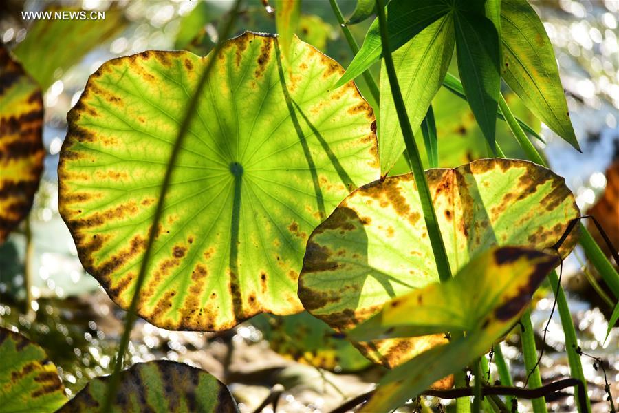 #CHINA-HEBEI-SHIJIAZHUANG-LOTUS LEAVES (CN)