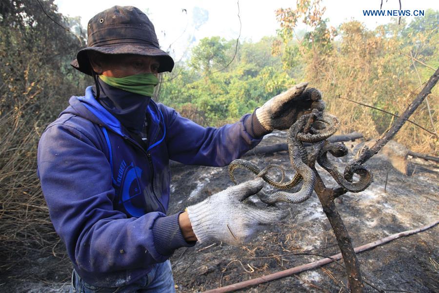 INDONESIA-ACEH-FOREST FIRE