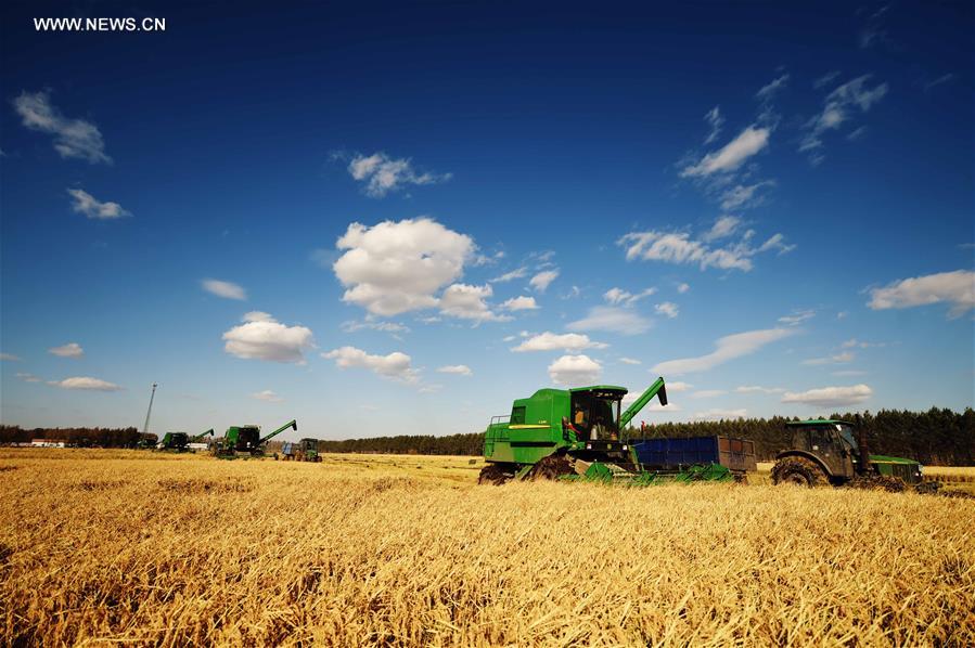 CHINA-HEILONGJIANG-PADDY RICE-HARVEST (CN)