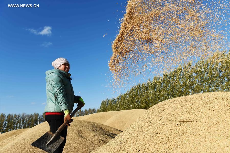 CHINA-HEILONGJIANG-PADDY RICE-HARVEST (CN)