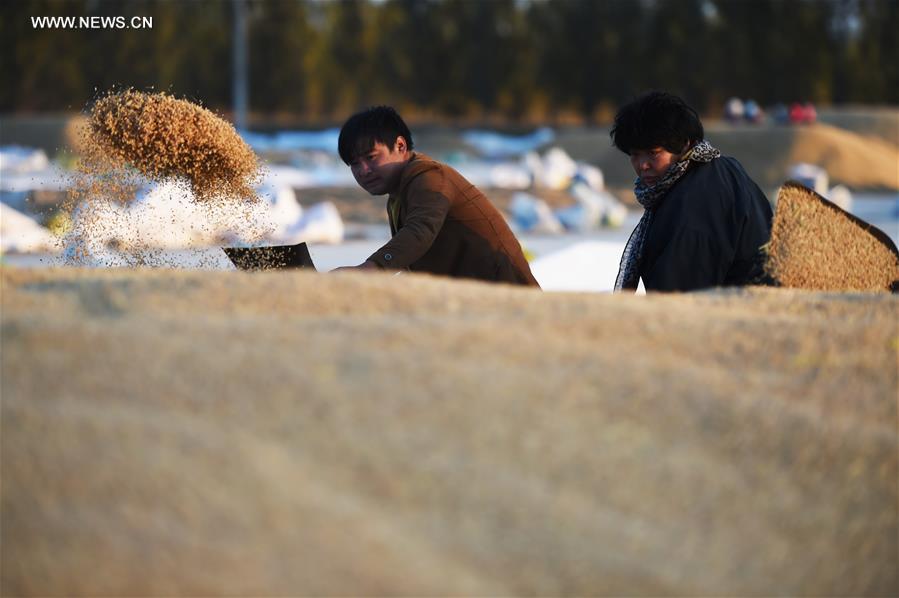 CHINA-HEILONGJIANG-PADDY RICE-HARVEST (CN)