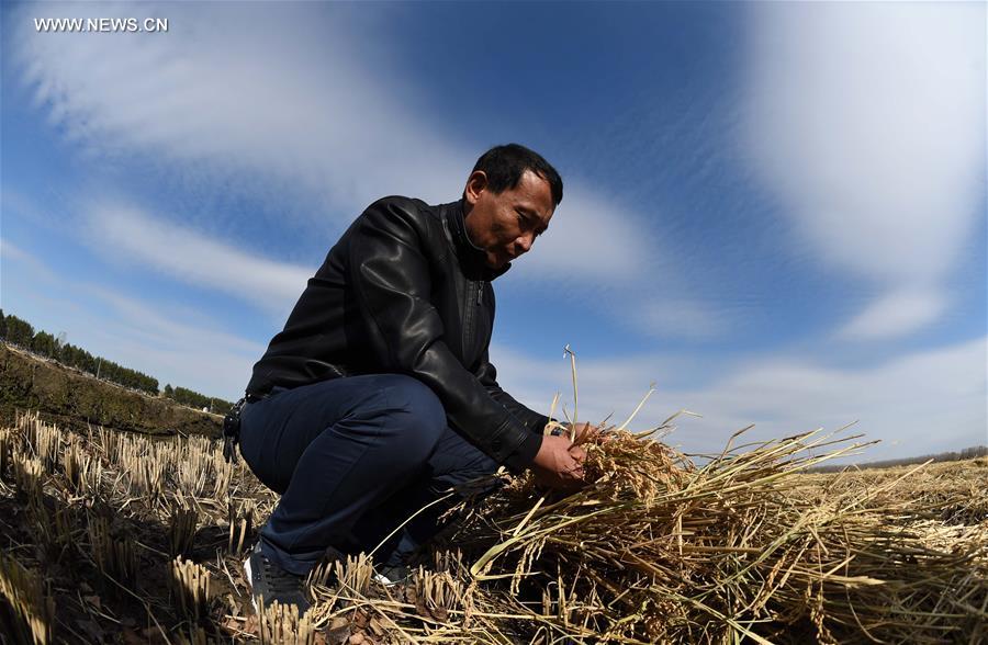 CHINA-HEILONGJIANG-PADDY RICE-HARVEST (CN)