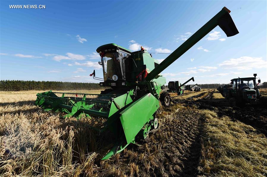 CHINA-HEILONGJIANG-PADDY RICE-HARVEST (CN)