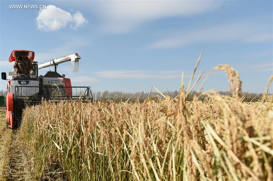 CHINA-HEILONGJIANG-PADDY RICE-HARVEST (CN)