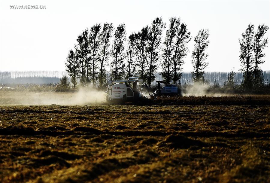 CHINA-HEILONGJIANG-PADDY RICE-HARVEST (CN)