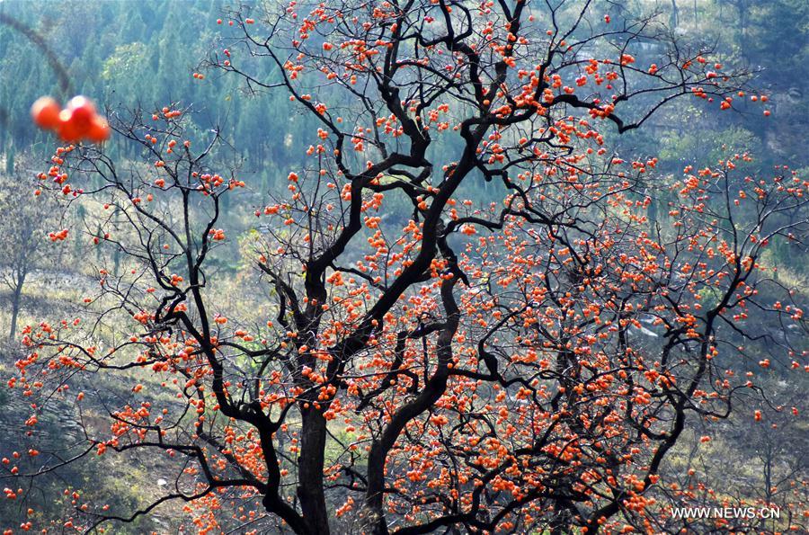 Photo taken on Oct. 11, 2016 shows persimmons hanging on the tree in Beibaozhuang Village of Yiyuan County, east China's Shandong Province. (Xinhua/Zhao Dongshan)
