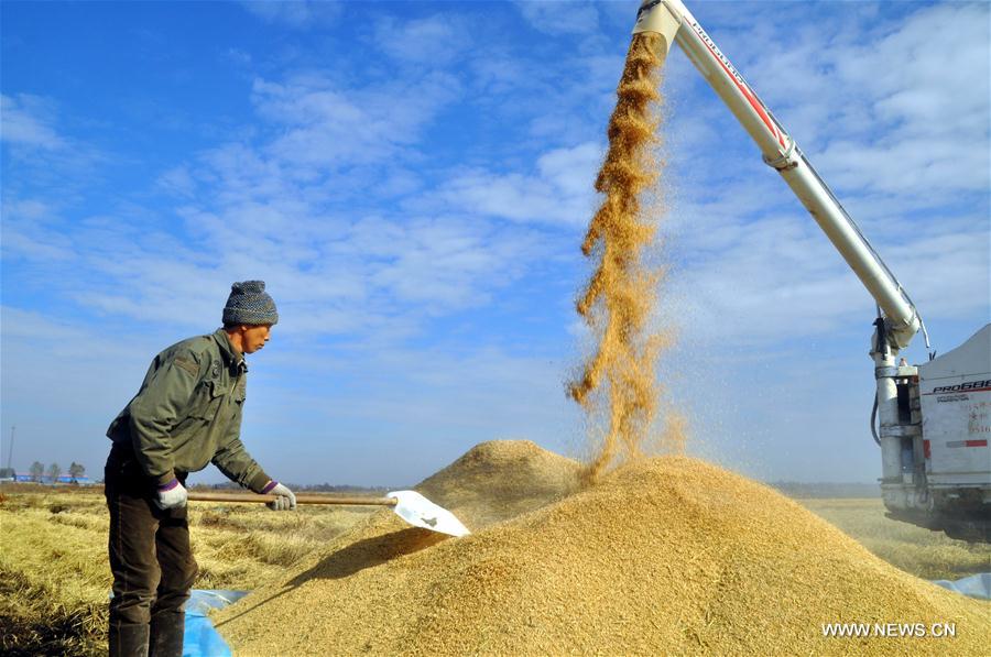 Rice fields in the Heilongjiang Reclamation Area entered into the harvest season. (Xinhua/Zhou Liangjun)