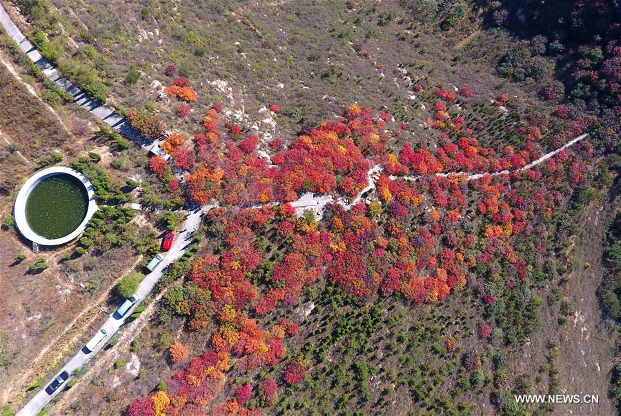 Aerial photo taken on Oct. 14, 2016 shows red autumn leaves at Xiaoshiwu Village in Duozhuang Township under Zhangqiu City, east China's Shandong Province. 