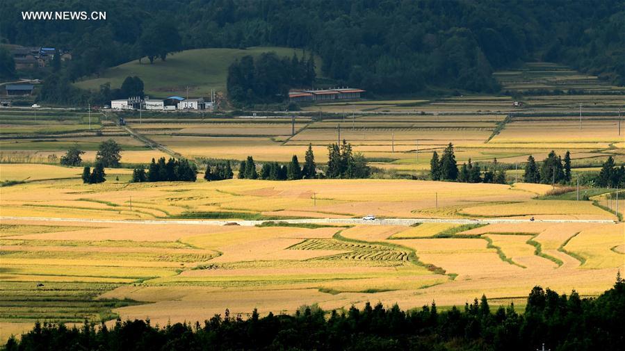 CHINA-YUNNAN-LONGCHUAN-AUTUMN SCENERY (CN)