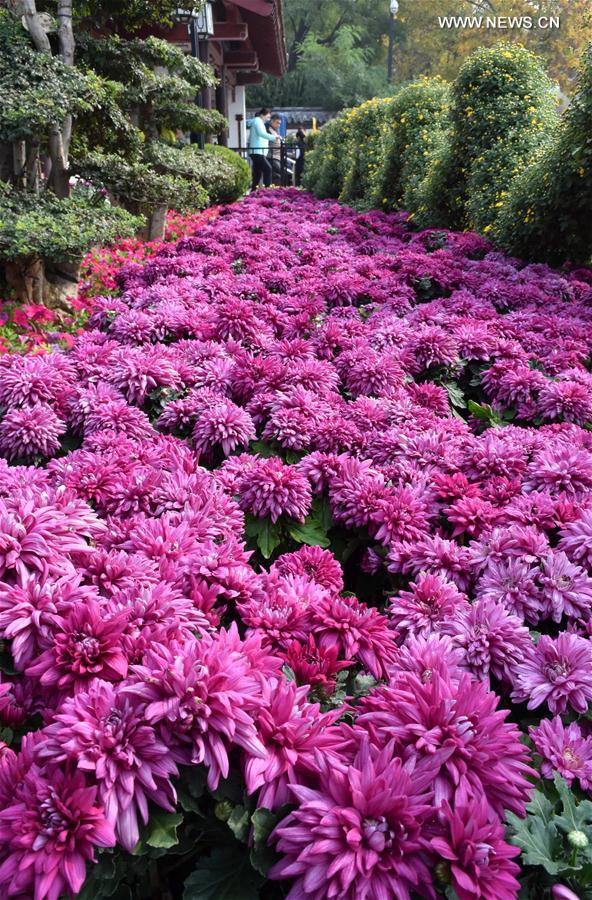 CHINA-JINAN-CHRYSANTHEMUM (CN) 