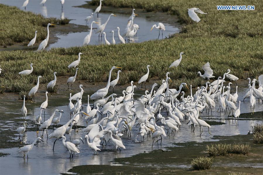 CHINA-HEBEI-QINHAUNGDAO-WETLAND-EGRETS