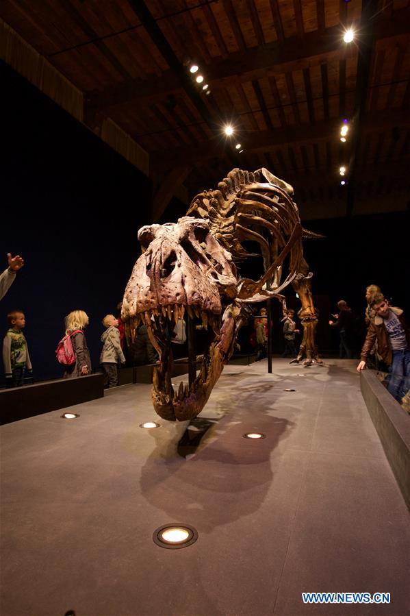 NETHERLANDS-LEIDEN-TYRANNOSAURUS-EXHIBITION