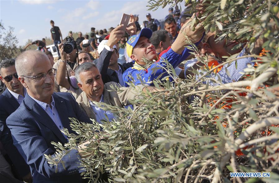 MIDEAST-QALQILYA-OLIVE