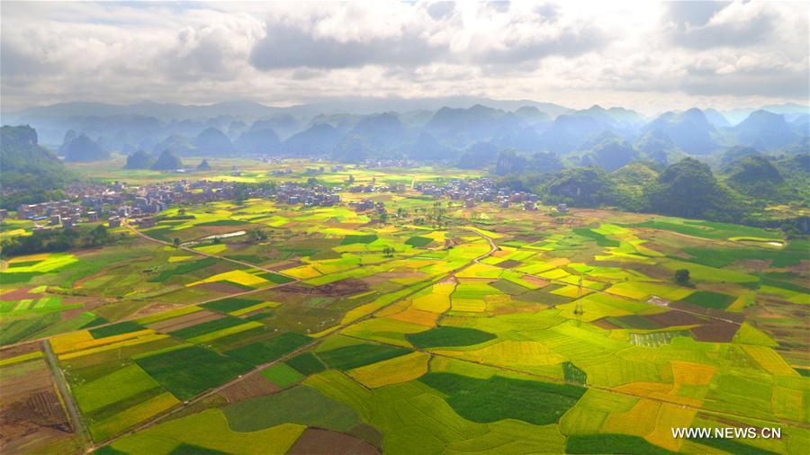 Photo taken on Oct. 23, 2016 shows a scenery of rice fields in Jiangyong County, central China's Hunan Province. (Xinhua/Huang Hai) 