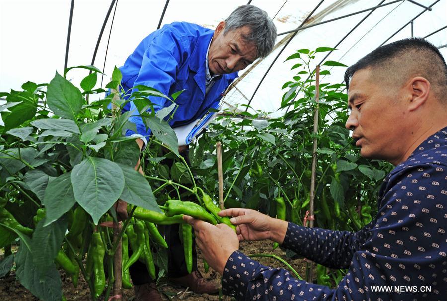 Mitsuo company has introduced many new fruit and vegetable varieties of high yields to local farmers. (Xinhua/Tan Jin) Mitsuo company has introduced many new fruit and vegetable varieties of high yields to local farmers. (Xinhua/Tan Jin)